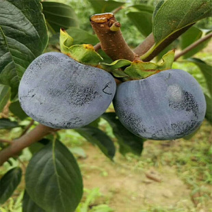 ������ �޽Ӻ������� �ڽ��������� �����ɿ����ɫ ��Ƥ��ɫ