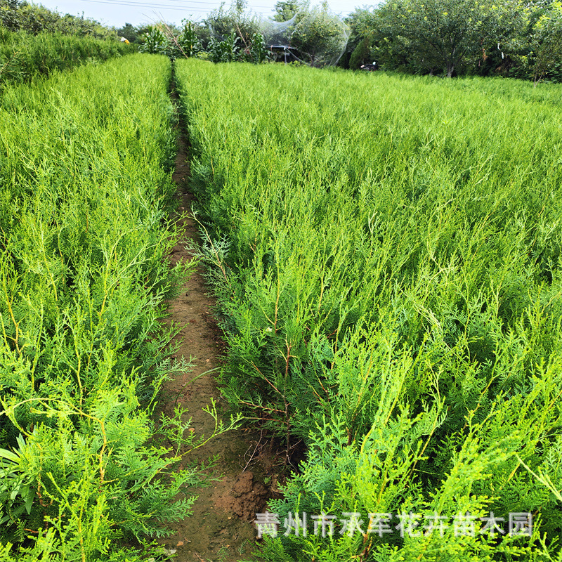 侧柏杯苗 小苗 山东青州大量供应侧柏小苗 杯苗成活率高 耐运输
