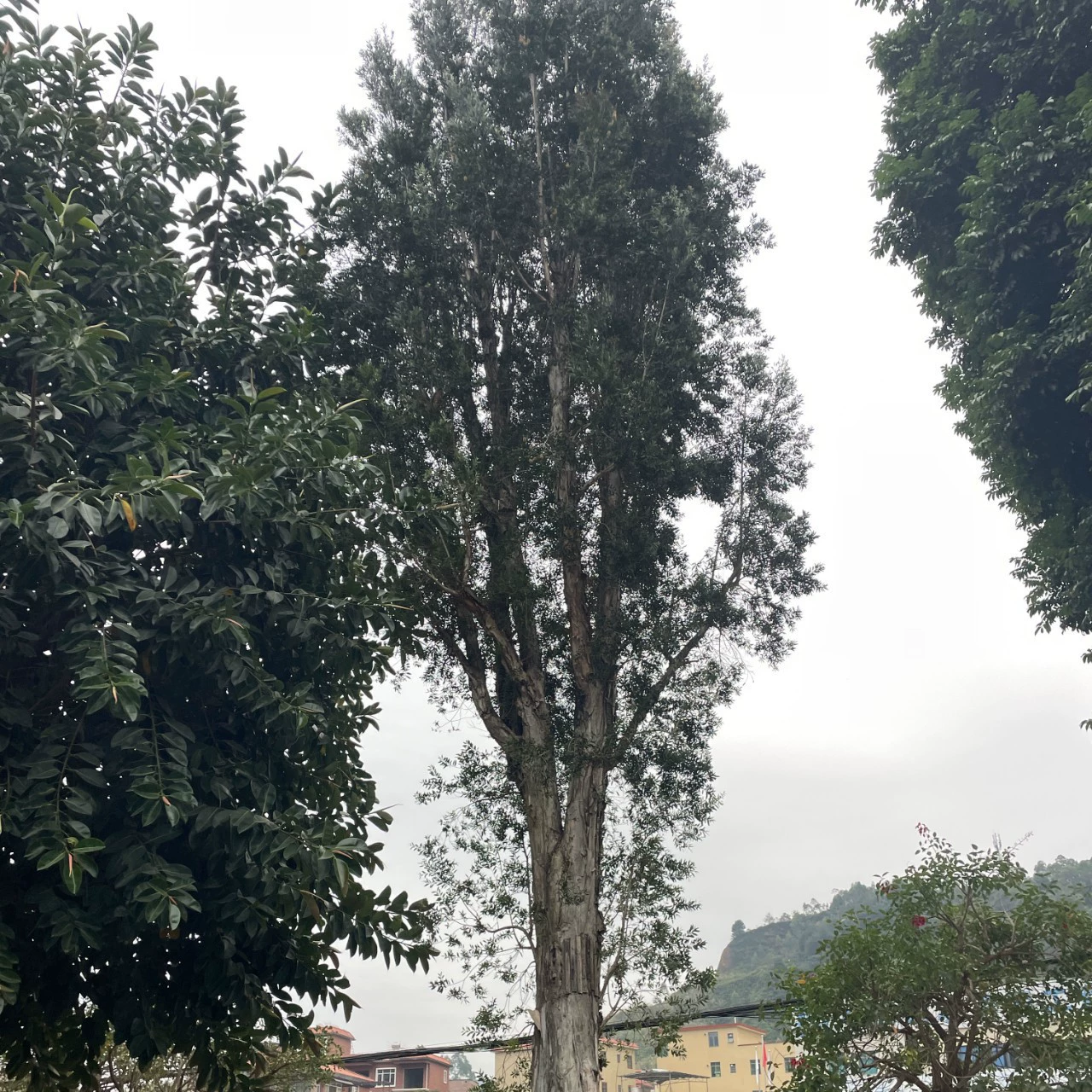 2312 питомник поставляет белое тысячелетнее дерево