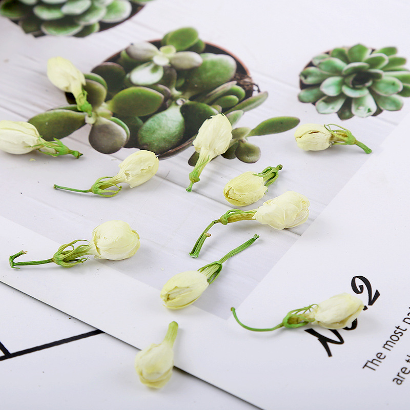 批发广西横县茉莉花干花散装500g 新货茉莉花茶叶 花草茶茉莉花干|undefined