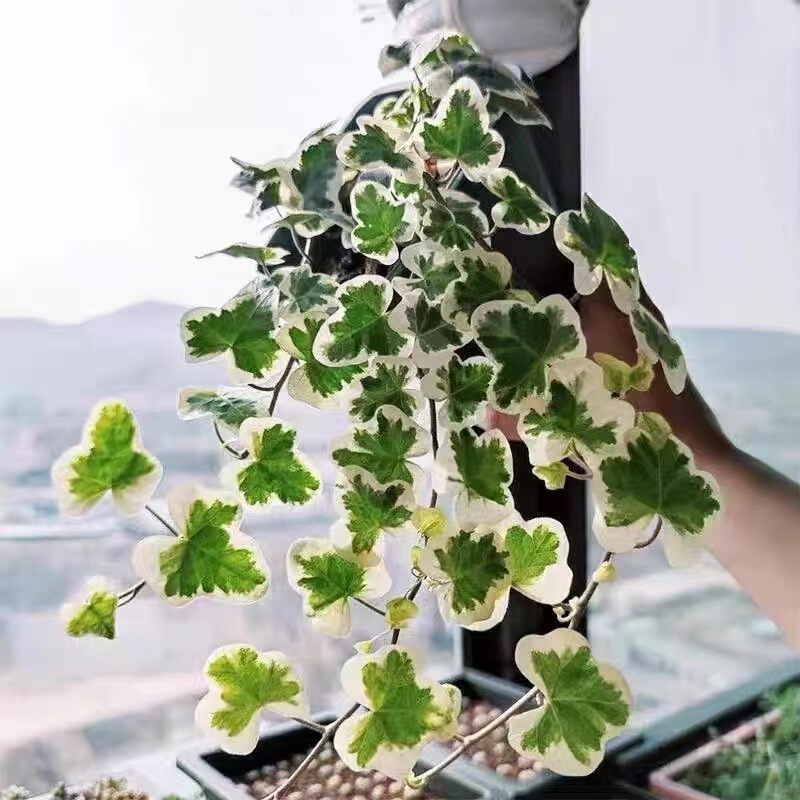 Japanese Snow-Icing Ivy Potted Balcony Hanging Plant Popular Internet Celebrity Indoor Foliage Potted Easy-To-Care-For Evergreen