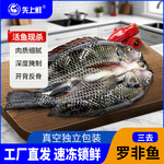 先上鲜开背罗非鱼新鲜冷冻烤鱼腌制鲷鱼商用非洲鲫鱼一整箱批发