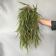 �S�ҬF؛���l����ֲ�ﴺ���ٗl ����횴����Gֲ ��ˇܛ�b�����b�