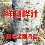 纯大兴安岭野生桦树汁原汁未加工原料白桦汁原汁顺丰冷运发货