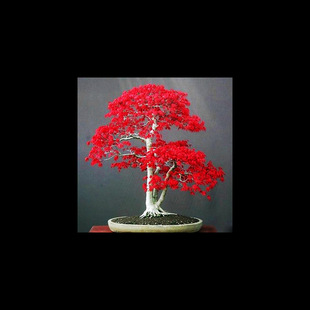 Imported Red Maple Seeds Bloom in All Seasons and Are Easy to Live Indoor and Outdoor Potted Tabletop Courtyard Foliage Green Plant Flower Seeds