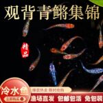 冷水好养魔法观赏鱼低氧古青观背原生锦鲤法淡水鱼鱂淡水低温小型