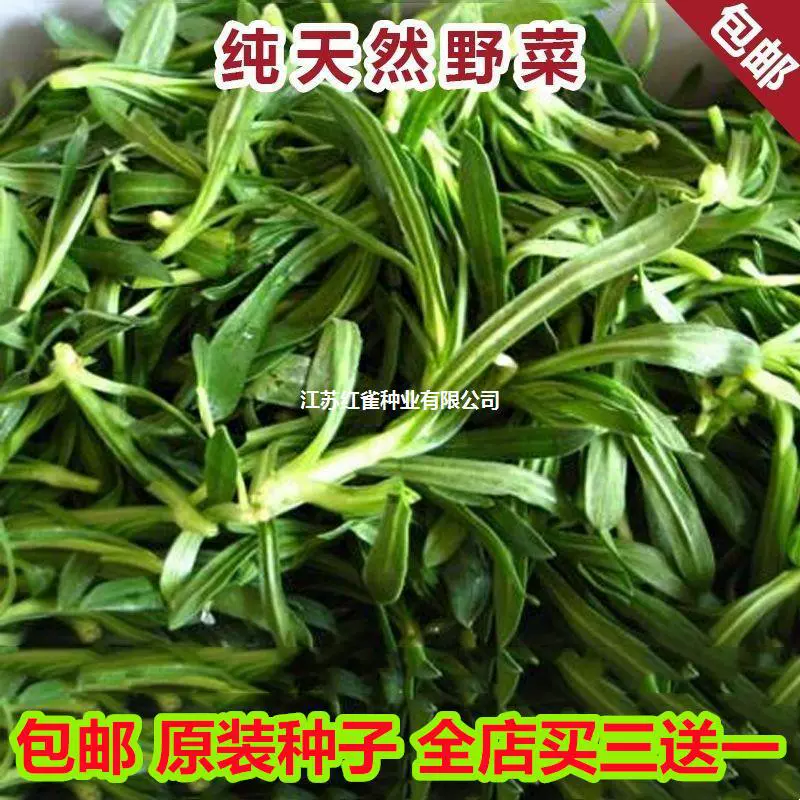 Семена лапши, посеянные в четыре сезона Семена диких овощей Питательная посадка диких овощей осенью и зимой