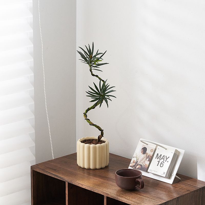 Plántulas de pino Podocarpus de estilo nórdico, forma de pino de bienvenida, planta verde de escritorio, sala de estar interior, planta de paisajismo, planta en maceta que absorbe formaldehído image 15