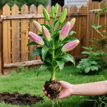 进口重瓣香水百合花种球四季好养开花水培鲜花盆栽绿植庭院花种籽