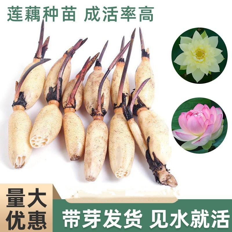 荷花种藕苗莲藕种苗盆栽大型荷花种根苗食用藕种池塘鱼缸水养花卉