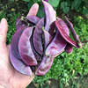 Undefeated purple lentil bean bean horn seed farmland vegetable garden spring and autumn vegetable meat thick and full sauce seed seeds are easy to plant