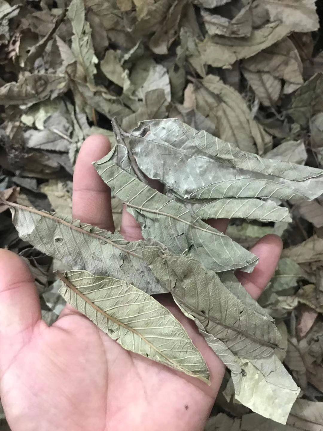 Guava Leaf Tea 番石榴叶 Fan Shi Liu Ye Dried Herbal Tea Leaves 500g for Daily Brew specifications