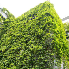 ���l�������l��ɽ�����~���\��ꖽ���������Ԯ�ٱ�ֲ��w�G��