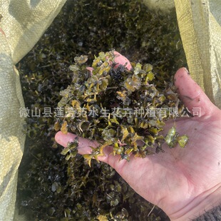 �ϲ�ʯѿ���l �׳ɻ� �ϲݷN�� �нӳ�ˮֲ���ϲݷNֲ