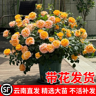 Juice Balcony Rose Potted Flower Seedlings Extra Large Flowers Blooming All Year Round Rose with Buds Balcony Plant Red Juice
