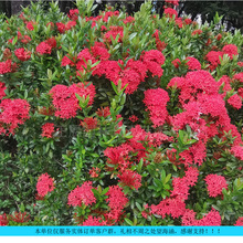 С�~�����������ļ��_���̨ͥԺˮ������Gֲ���ܣ�С��������