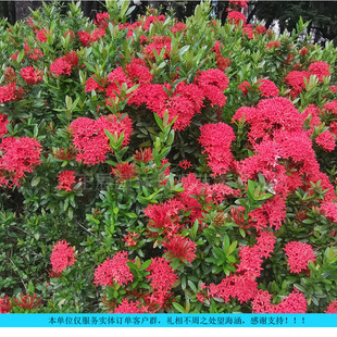 С�~�����������ļ��_���̨ͥԺˮ������Gֲ���ܣ�С��������