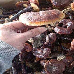 ���Ұ�����`֥�L�i�`֥��߅�`֥�L��ɽҰ���`֥�����`֥С�t�`֥