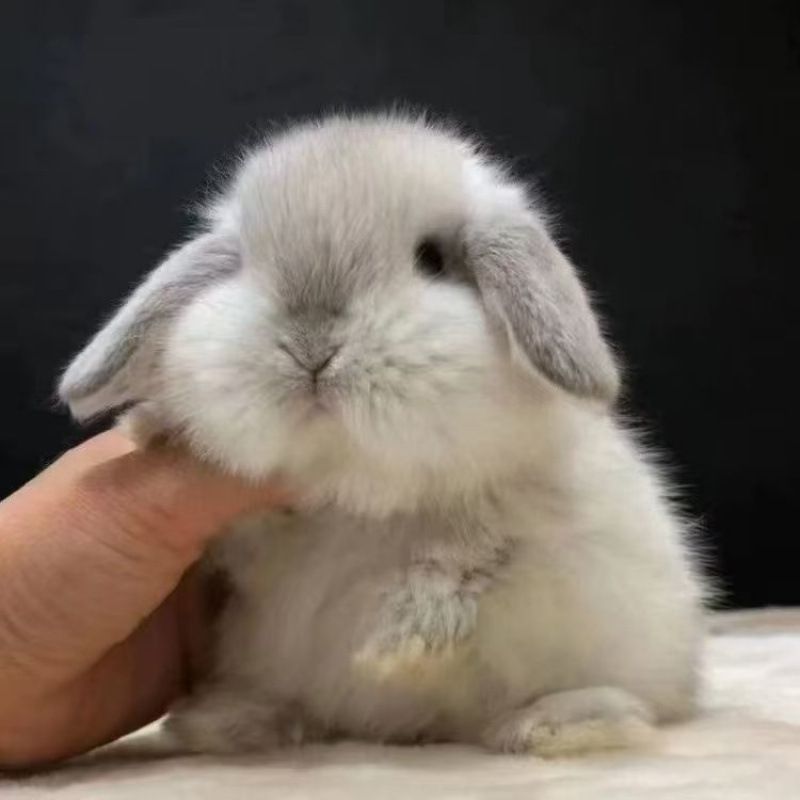 小さなウサギ、生きているノームウサギ、成長しない、ミニプリンセス、オランダ垂れ耳ウサギ、ティーカップウサギ、飼い慣らされたペットウサギ|undefined