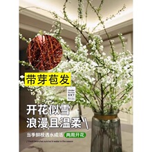 ѩ���r֦��֦֧���ԇ�ѩ�廨��ˮ��ֲ���҃Ⱥ��B�Gֲ��ľ�괺����