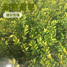 2026�G�����~ˮϞ�� ˮϞ�G�h ���~ŮؑˮϞ�� �½����ɸ��C����