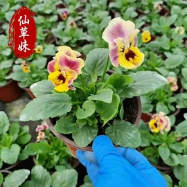 宿根花卉;一二年生花卉;灌木