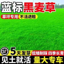 蓝标黑麦草草籽多年生低矮免修四季常青庭院别墅公园绿化草坪种子