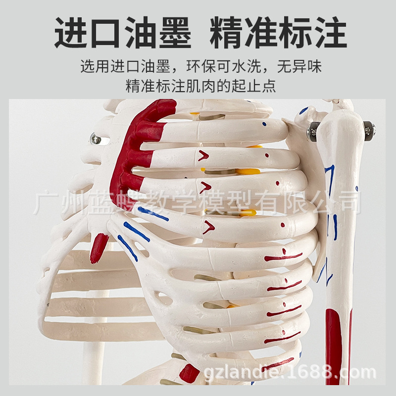 85cm�������ģ��170cmȫ�����˹Ǽ�����ģ��С���ý�ѧ��׵ģ��