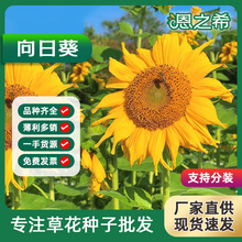 批发观赏型向日葵种子迷你玩具熊向日葵多头彩色向日葵花海种子