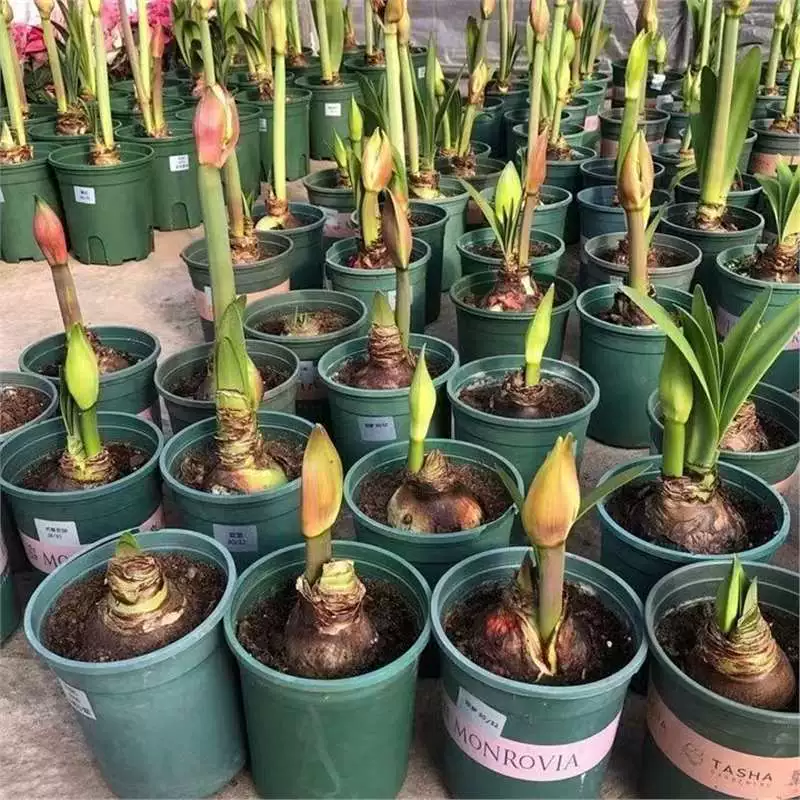 [Многолетнее цветение] Импортированные красные красные лепестки с большими цветочными растениями в горшках