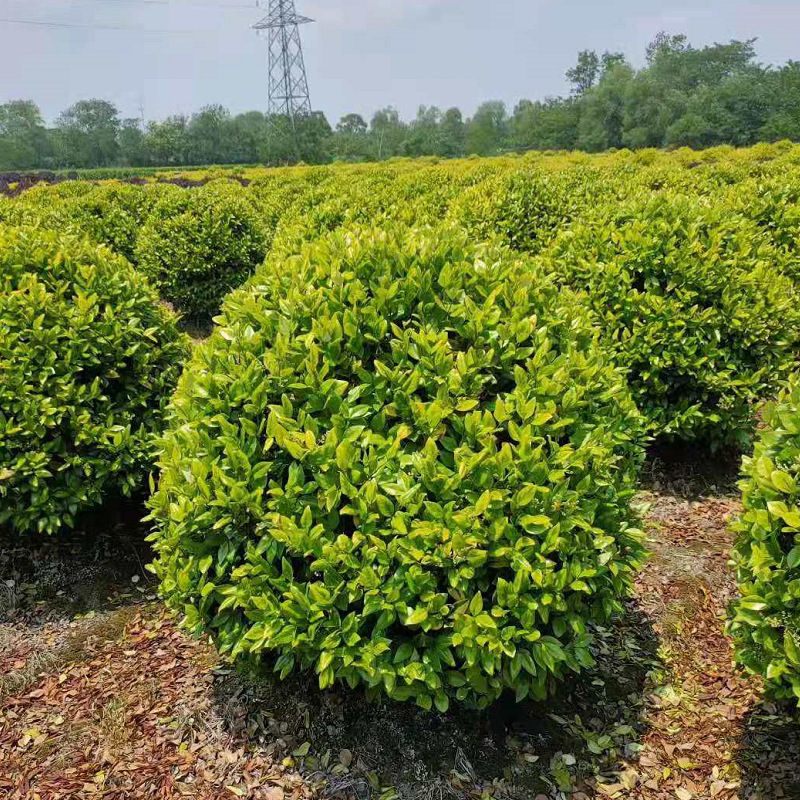 ��ɭŮ����1