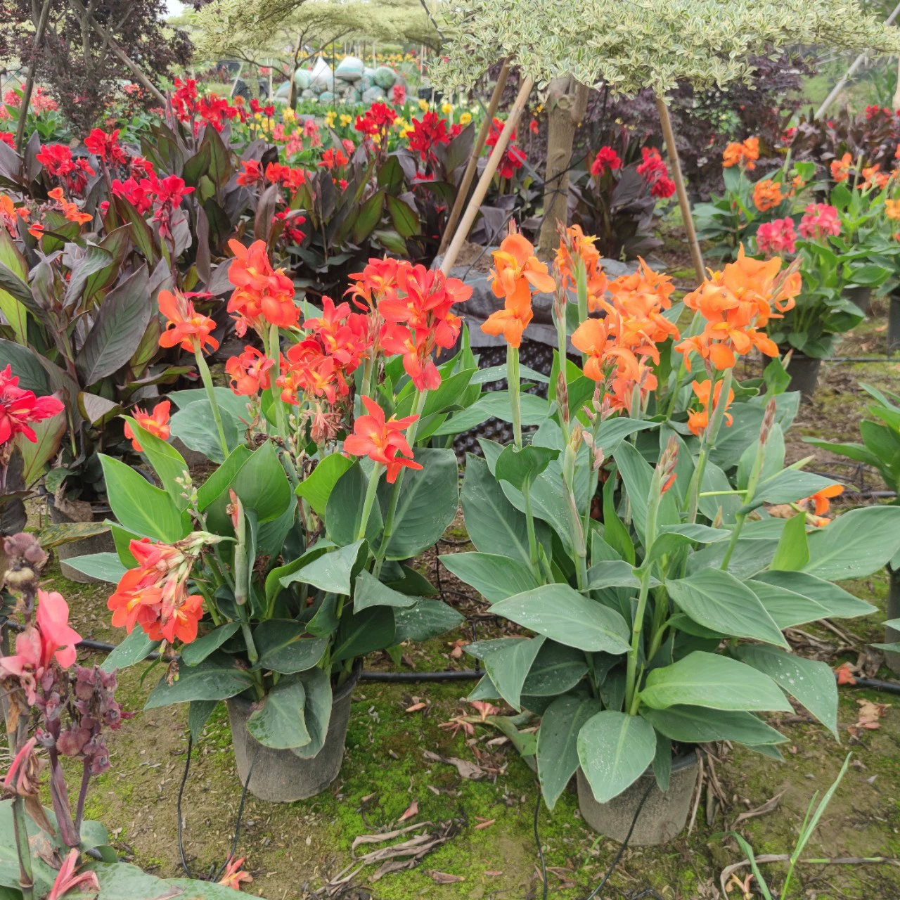 2203 Поставка импортной карликовой канны в горшке карликовой канны Канова тропическая серия