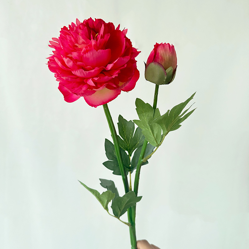 유메이 2 모란 로즈 레드