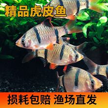 虎皮鱼观赏鱼批发草金鱼活体冷水鱼观赏鱼淡水鱼活体鱼苗一件批发