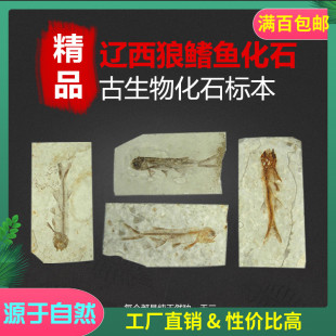 Natural Liaoxi Wolf fin fish fossil specimen ancient creatures animals are basically clear and complete single price collection