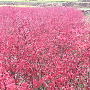 �������l�ձ��t���������t���磨����t���ձ��t���t�輧��С����