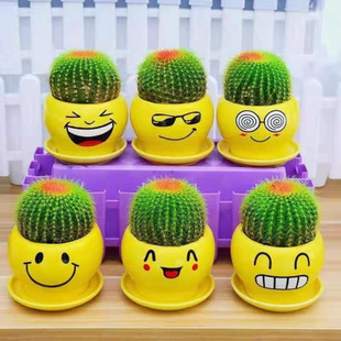 Cactus Potted Desktop Indoor Living Room Cactus Desk Easy-To-Grow Combination Succulent Plant Direct Sale