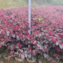 批发红花继木红花积木小苗球类工程苗小杯苗大杯苗小毛球色块