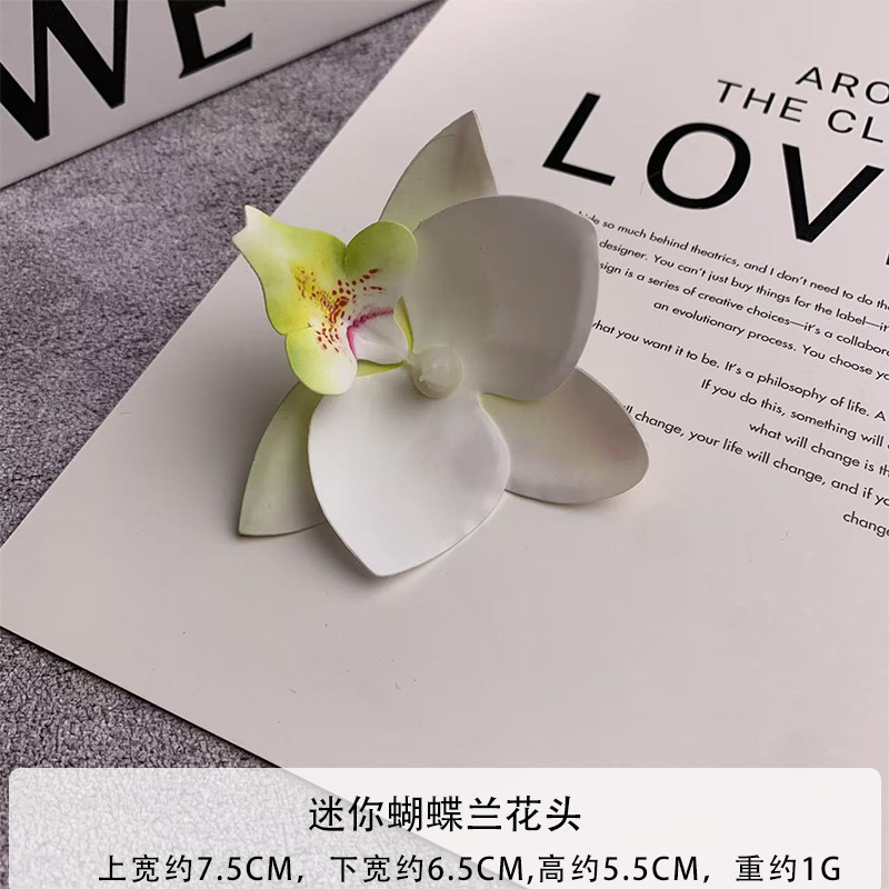 미니 호접란 꽃잎 흰색