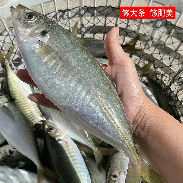 冷冻片冻巴浪鱼刺巴鱼船冻海鲜水产冰冻巴浪鱼片冻整箱厂家批发