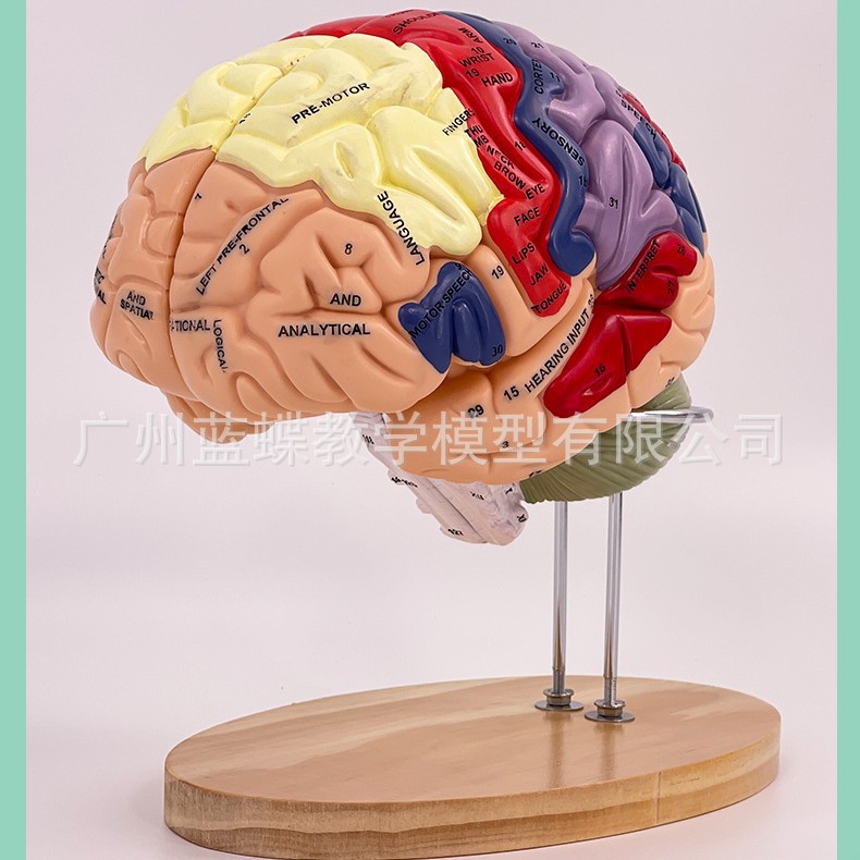 2���Ŵ������ģ�� �Խ���ģ�� �����񾭽ṹ����ģ�� �Թ��ܷ���