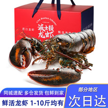 半蓝岛【活鲜】波士顿大龙虾生鲜活虾类海鲜水产送礼盒澳洲加拿大