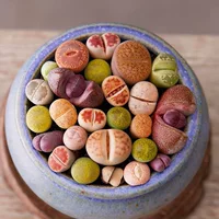 Яркие литопсы, крупнолепестковые суккуленты, оптом в горшках, простые в уходе, морозостойкие.