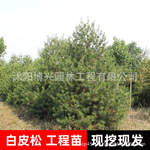 3米白皮松观赏树规格全白皮松树苗带营养钵工程苗白皮松 油松