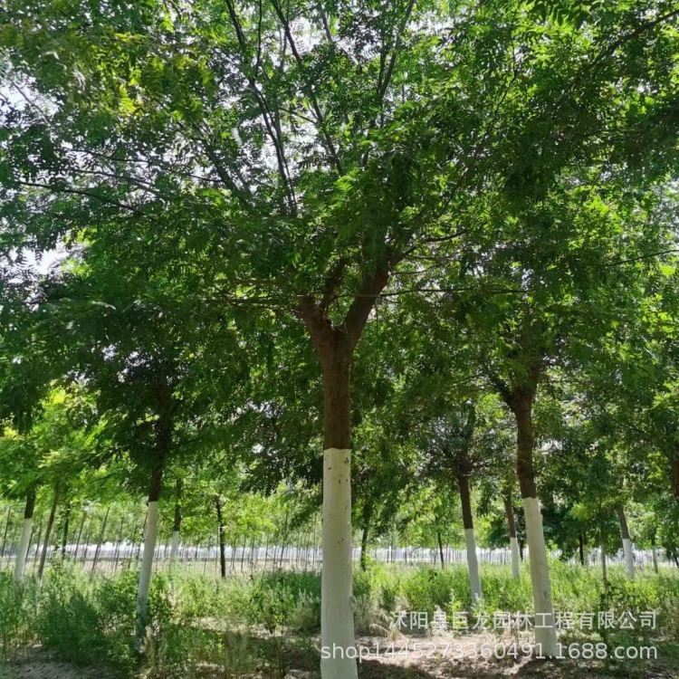 Прямые продажи высококачественных саженцев сапонарии, саженцев первого года, более 0.5cm саженцев сапонарии, скидки на большие объемы.