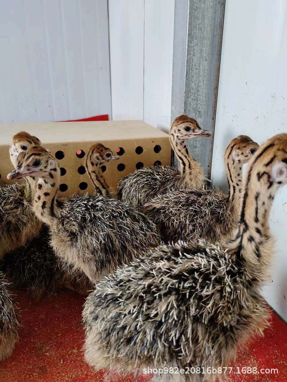 lADPKGXzXGxwOvHNBQDNA8E_961_12