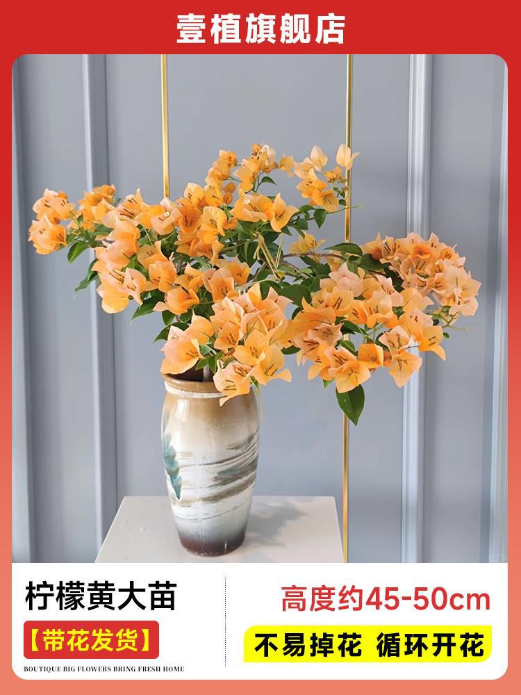 [꽃과 함께 배송] 레몬옐로우 모종 [45-50cm丨꽃이 쉽게 떨어지지 않음丨계절꽃]