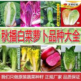 厂家直销秋冬四季白菜萝卜种子批发地摊菜籽批发芥菜种子蔬菜种子