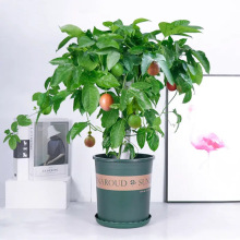 19Ԫ2wJ9̖S缃̨ͥԺ޽ļY]