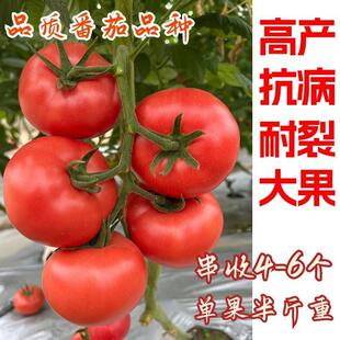 Tomato Seeds, High-Yielding and High-Quality Imported Tomato Seeds, Red Hard Fruit, Disease-Resistant, Crack-Resistant and Heat-Resistant Varieties